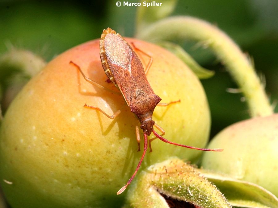 Gonocerus acuteangulatus